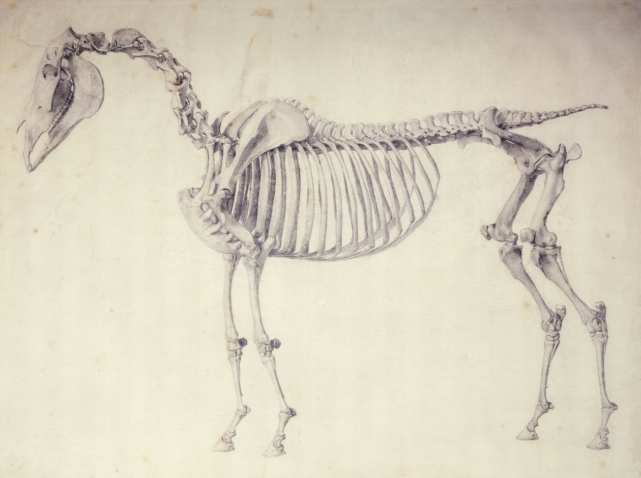 Ötödik anatómiai táblázat a ló anatómiájából alkotó: George Stubbs