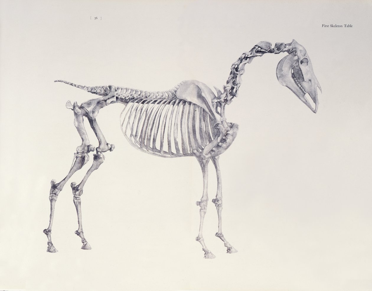 Az első csontvázasztal a ló anatómiájából alkotó: George Stubbs
