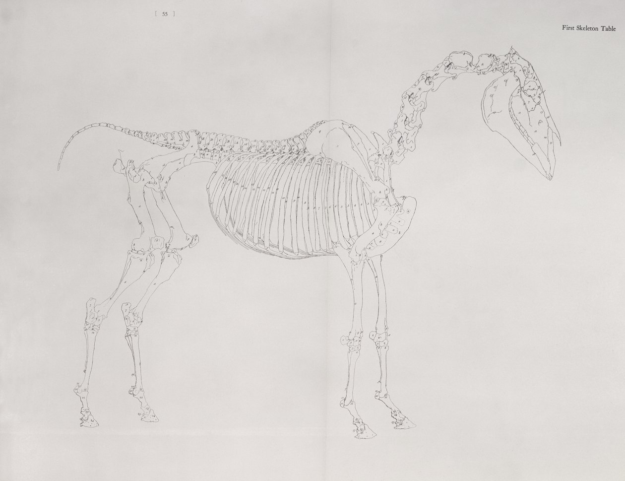 Az első csontvázasztal a ló anatómiájából alkotó: George Stubbs