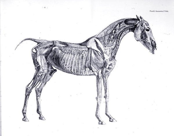 Negyedik anatómiai táblázat, "A ló anatómiája" (metszet) alkotó: George Stubbs