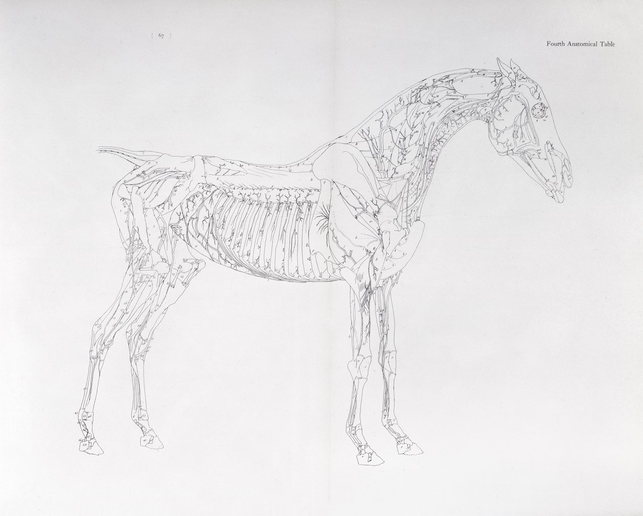 Negyedik anatómiai táblázat a ló anatómiájából alkotó: George Stubbs