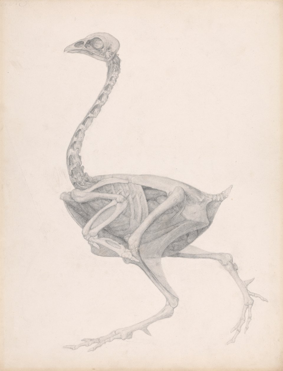 A szárnyas teste, oldalnézet (jól befejezett vizsgálat egy kiadatlan táblázathoz; a boncolás utolsó szakaszát mutatja) alkotó: George Stubbs