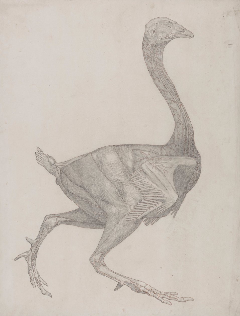 A tyúk teste, oldalnézet (valószínűleg előkészítve a XV. táblázat gravírozására szolgáló tányérra) alkotó: George Stubbs
