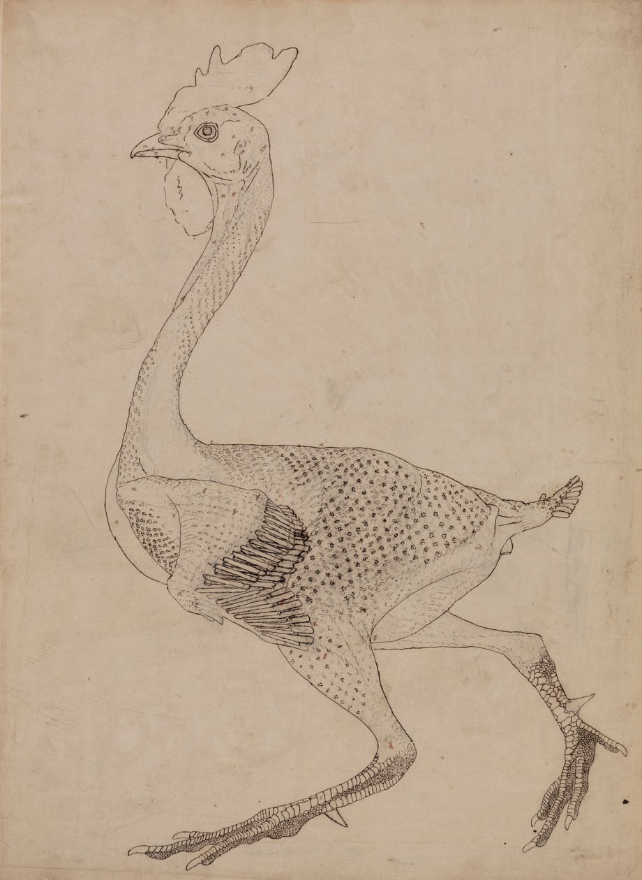 A tyúk teste, oldalnézet (a X. táblázat kulcsfigurájának vizsgálata) alkotó: George Stubbs