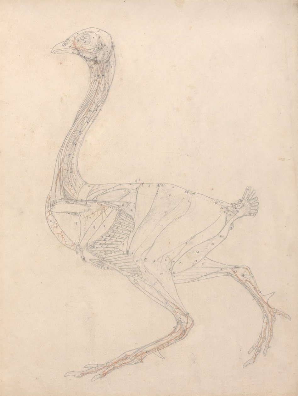 A tyúk teste, oldalnézet (a XV. táblázat kulcsfigurájának tanulmányozása) alkotó: George Stubbs
