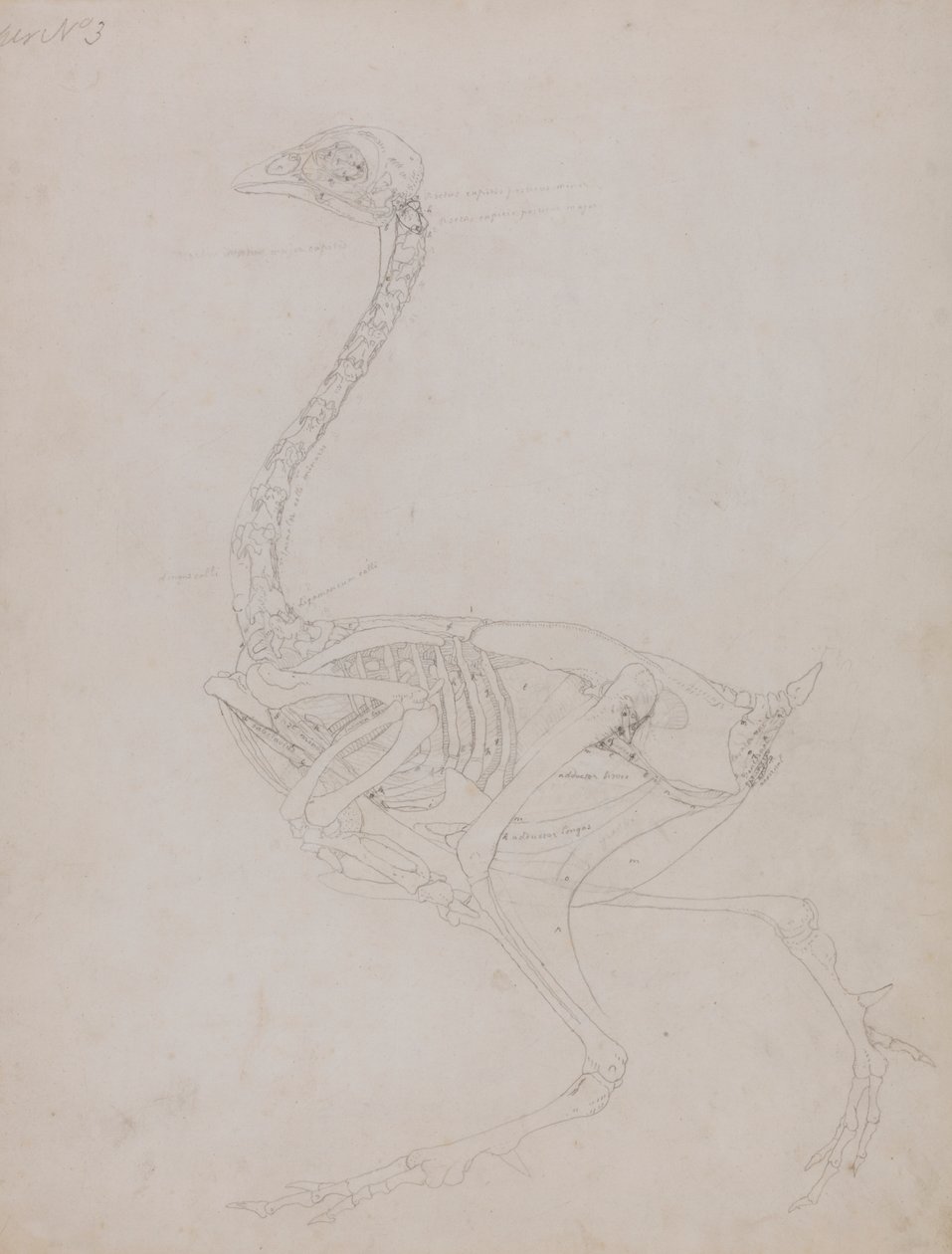 Szárnyas test, oldalnézet alkotó: George Stubbs