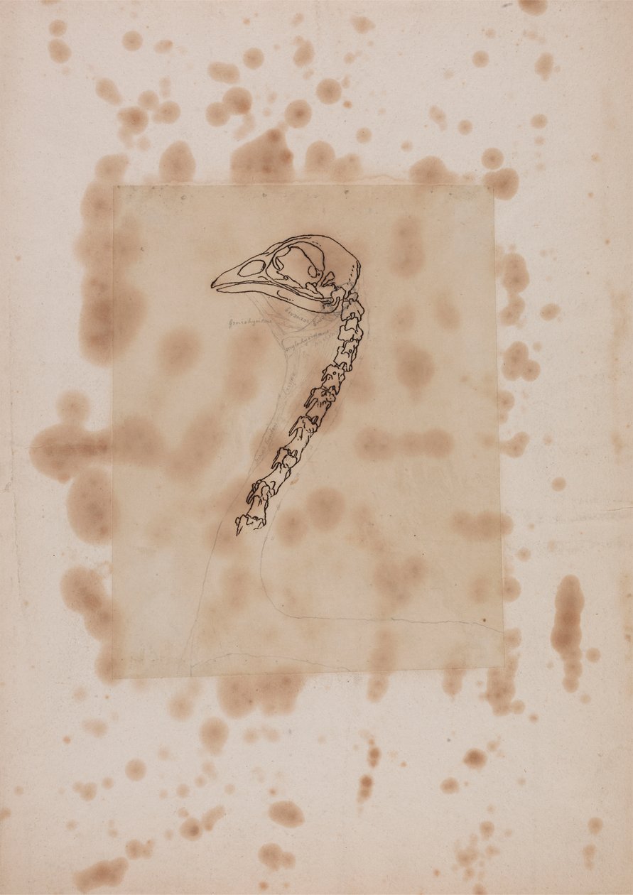 Szárnyas fej és nyak, oldalnézet alkotó: George Stubbs