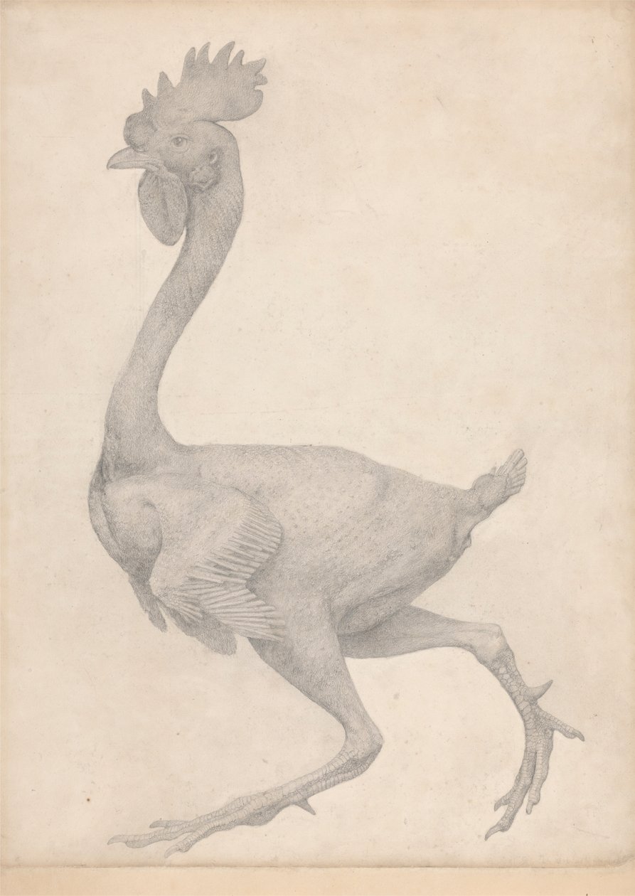 Tyúk, oldalnézet, a legtöbb toll eltávolítva (a X. táblázatra vonatkozó vizsgálat befejezve) alkotó: George Stubbs