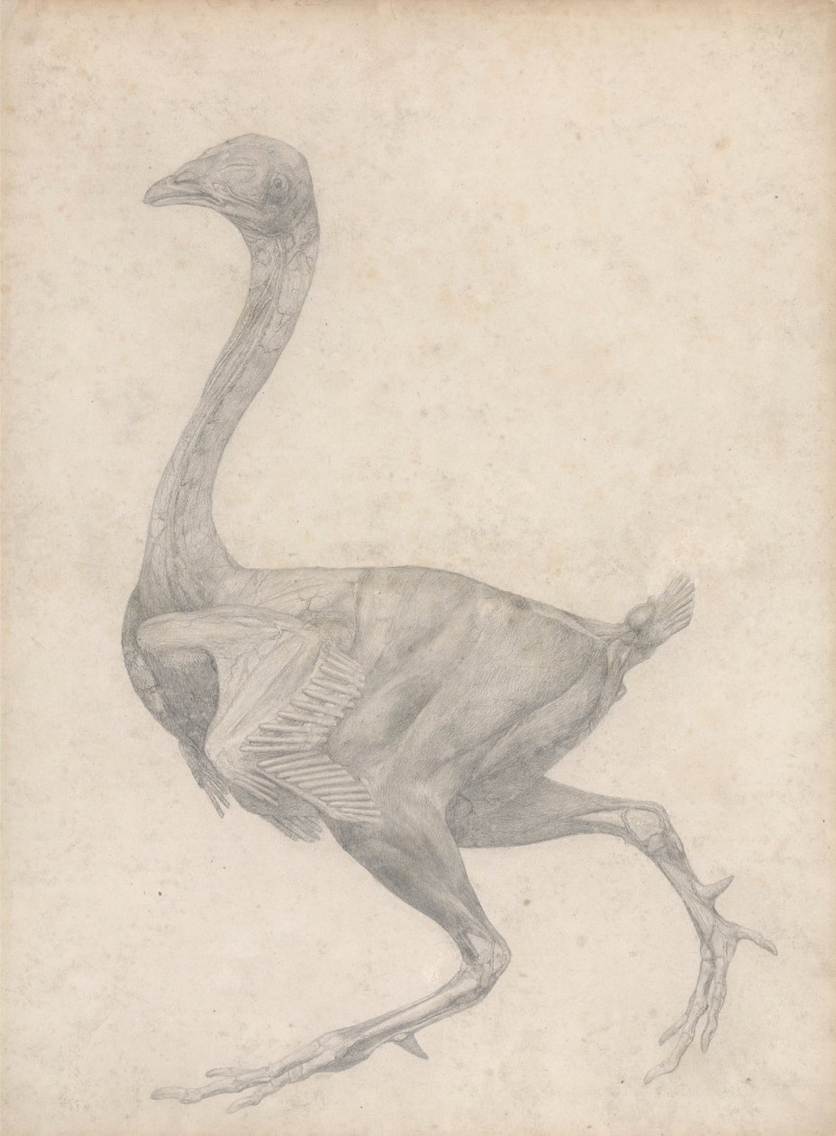Tyúk, oldalnézet, eltávolított bőrrel és az alatta lévő arcrétegekkel (a XV. táblázatra vonatkozó vizsgálat befejezve) alkotó: George Stubbs
