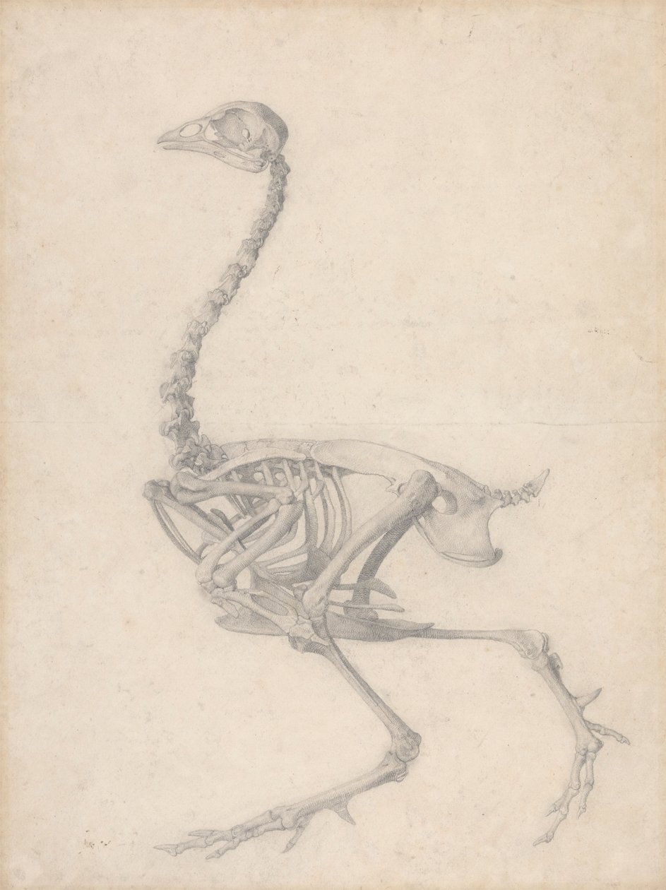 Szárnycsontváz, oldalnézet (Befejezett vizsgálat az V. táblázathoz) alkotó: George Stubbs