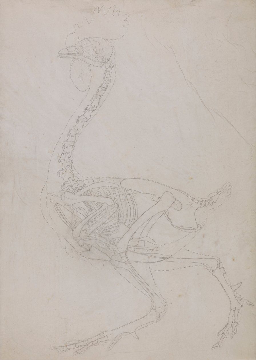 Szárnycsontváz, oldalnézet (Körvonalrajz) alkotó: George Stubbs