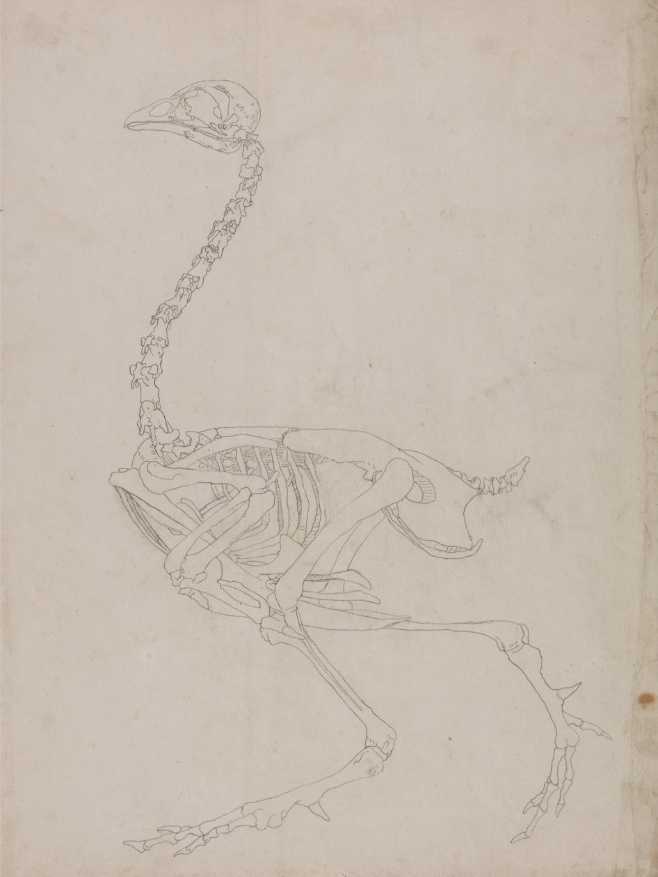 Szárnyas csontváz, oldalnézet (a csontváz vázlatrajza) alkotó: George Stubbs