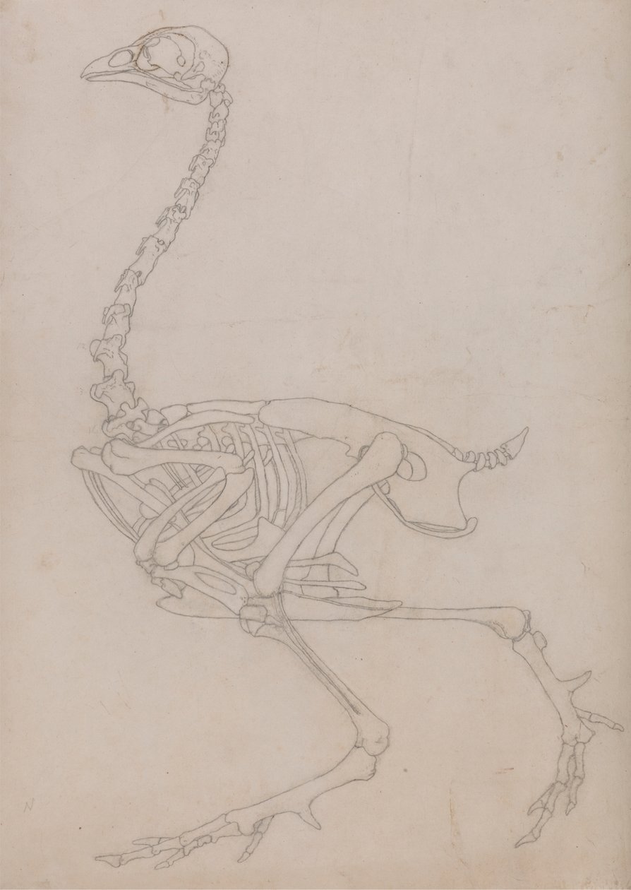 Szárnycsontváz, oldalnézet (Az V. táblázat kulcsfigurájához készített csontváz vázlatrajza) alkotó: George Stubbs