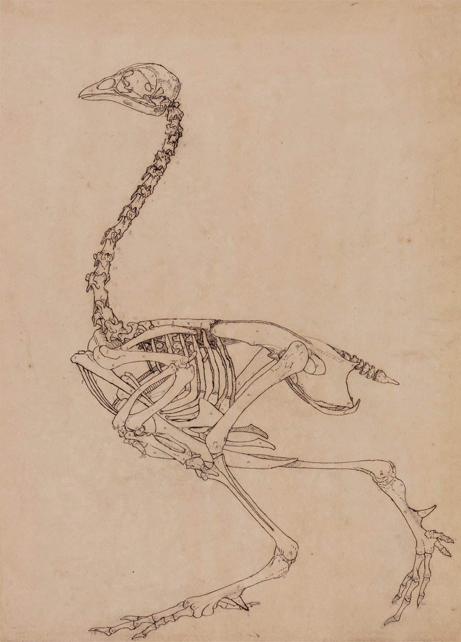 Baromfi csontváz, oldalnézet (az V. táblázat kulcsfigurájának tanulmányozása) alkotó: George Stubbs