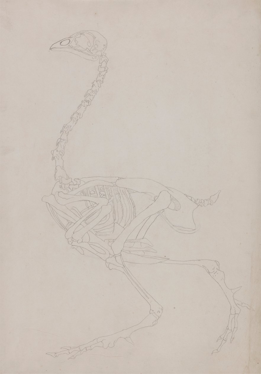 Szárnyas csontváz, oldalnézet alkotó: George Stubbs