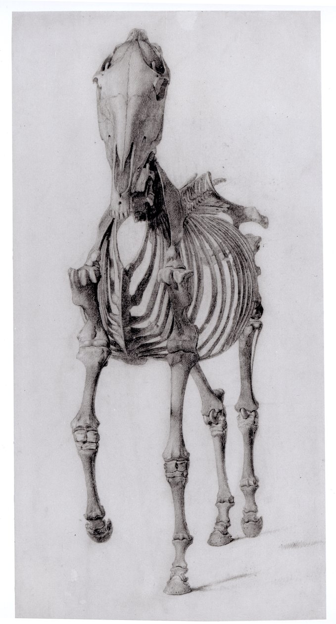 Egy ló csontvázának elölnézete, 10. számú tanulmány A ló anatómiájából, 1766 alkotó: George Stubbs