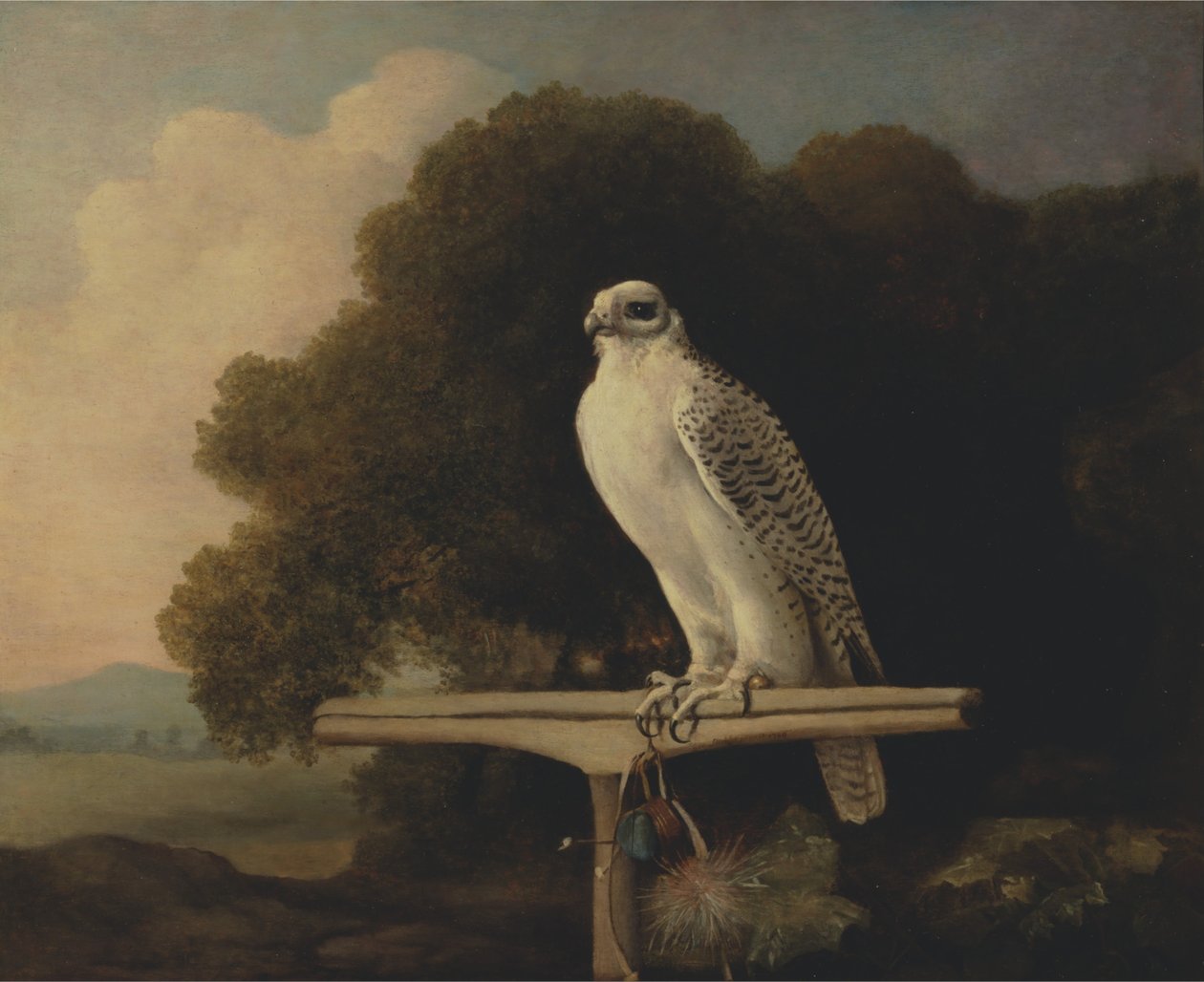 Grönlandi sólyom alkotó: George Stubbs