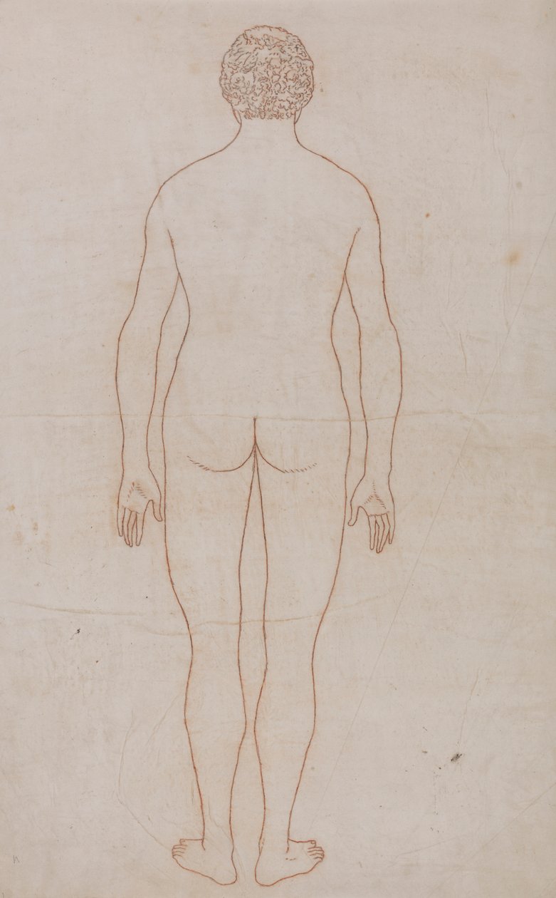Emberi test, hátulnézet (a VII. táblázat vázlatos rajza) alkotó: George Stubbs