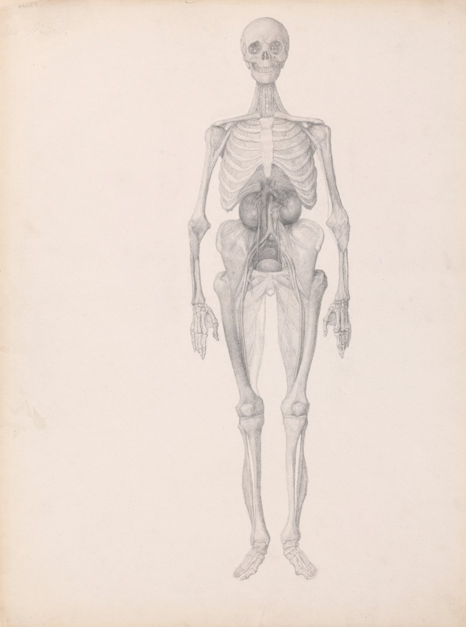 Emberi alak, elölnézet (a boncolás utolsó szakaszának befejezett vizsgálata) alkotó: George Stubbs