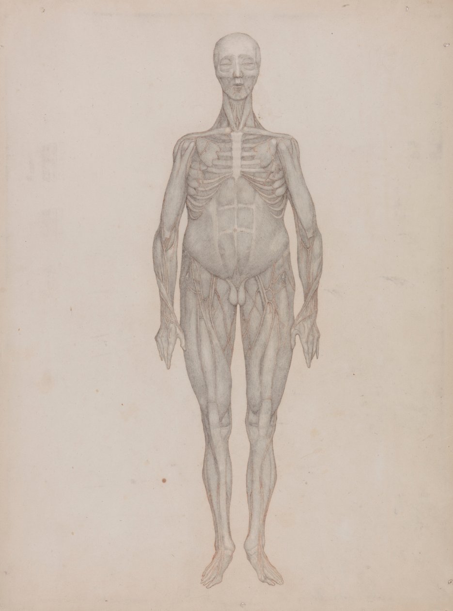 Emberi alak, elölnézet (olyan tányérhoz készült, amelyet soha nem publikáltak) alkotó: George Stubbs