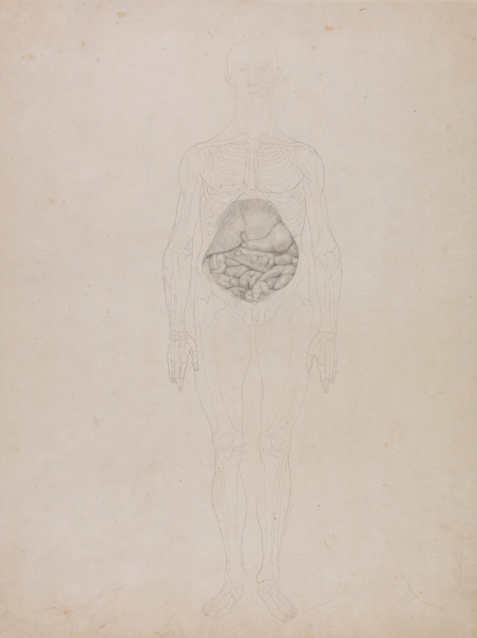 Emberalak, elölnézet (Körvonalrajz) alkotó: George Stubbs