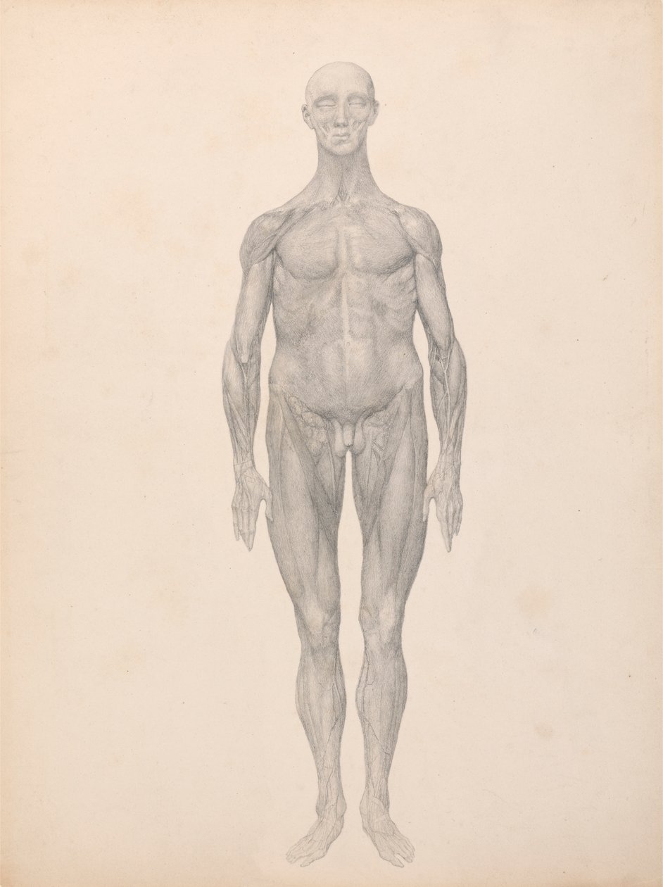 Emberi alak, elülső nézet, bőr és az alatta lévő arcrétegek eltávolítva (Befejezett vizsgálat a XI. táblázathoz) alkotó: George Stubbs