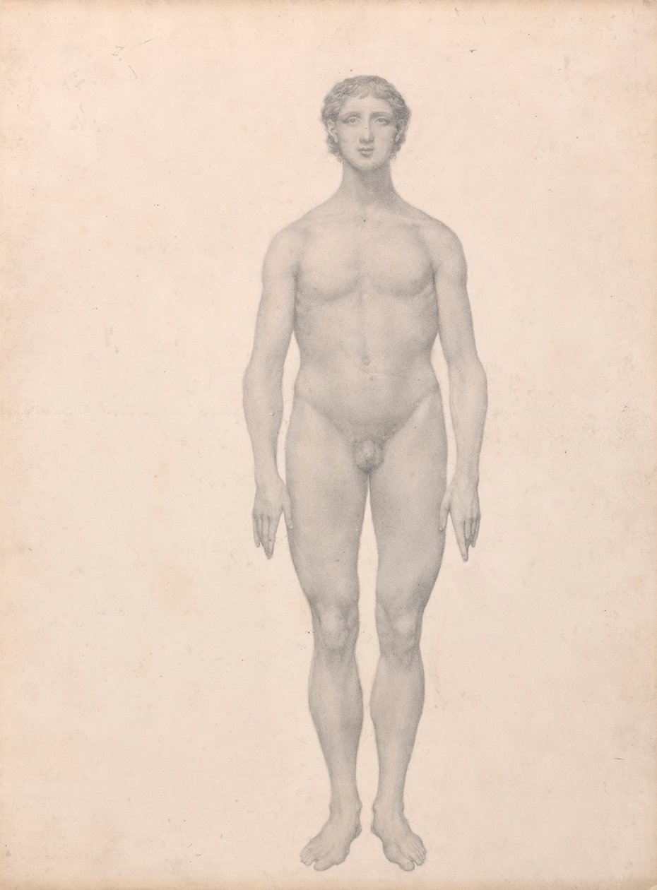 Emberi alak, elölnézet, feldarabolatlan (Befejezett vizsgálat a VI. táblázathoz) alkotó: George Stubbs