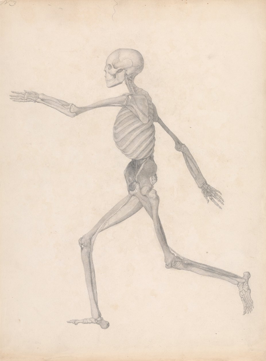 Emberi alak, oldalnézet (Befejezett tanulmány egy nem publikált táblázathoz, amely a boncolgatás utolsó szakaszát képviseli) alkotó: George Stubbs
