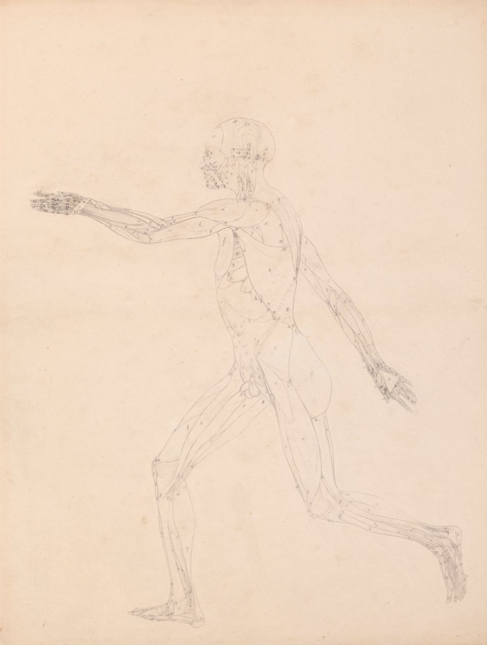 Emberi alak, oldalnézet (a XIII. táblázat kulcsfigurájához) alkotó: George Stubbs