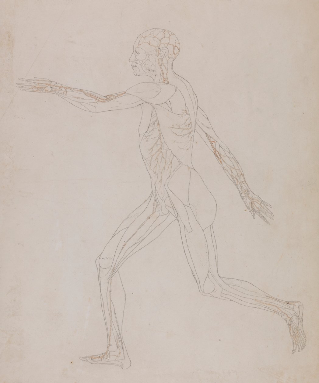 Emberi alak, oldalnézet (a XIII. táblázathoz kapcsolódóan, az izmokat ellátó erek részletes vizsgálata) alkotó: George Stubbs