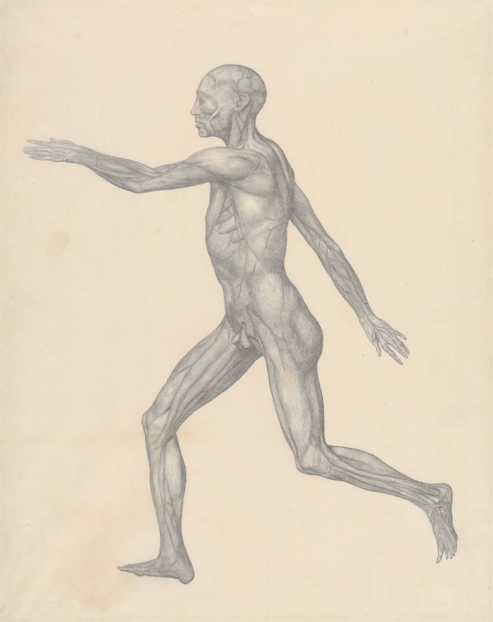 Emberi alak, oldalnézet, a bőr és az alatta lévő fascialis rétegek eltávolítása után (Befejezett vizsgálat a XIII. táblázathoz) alkotó: George Stubbs