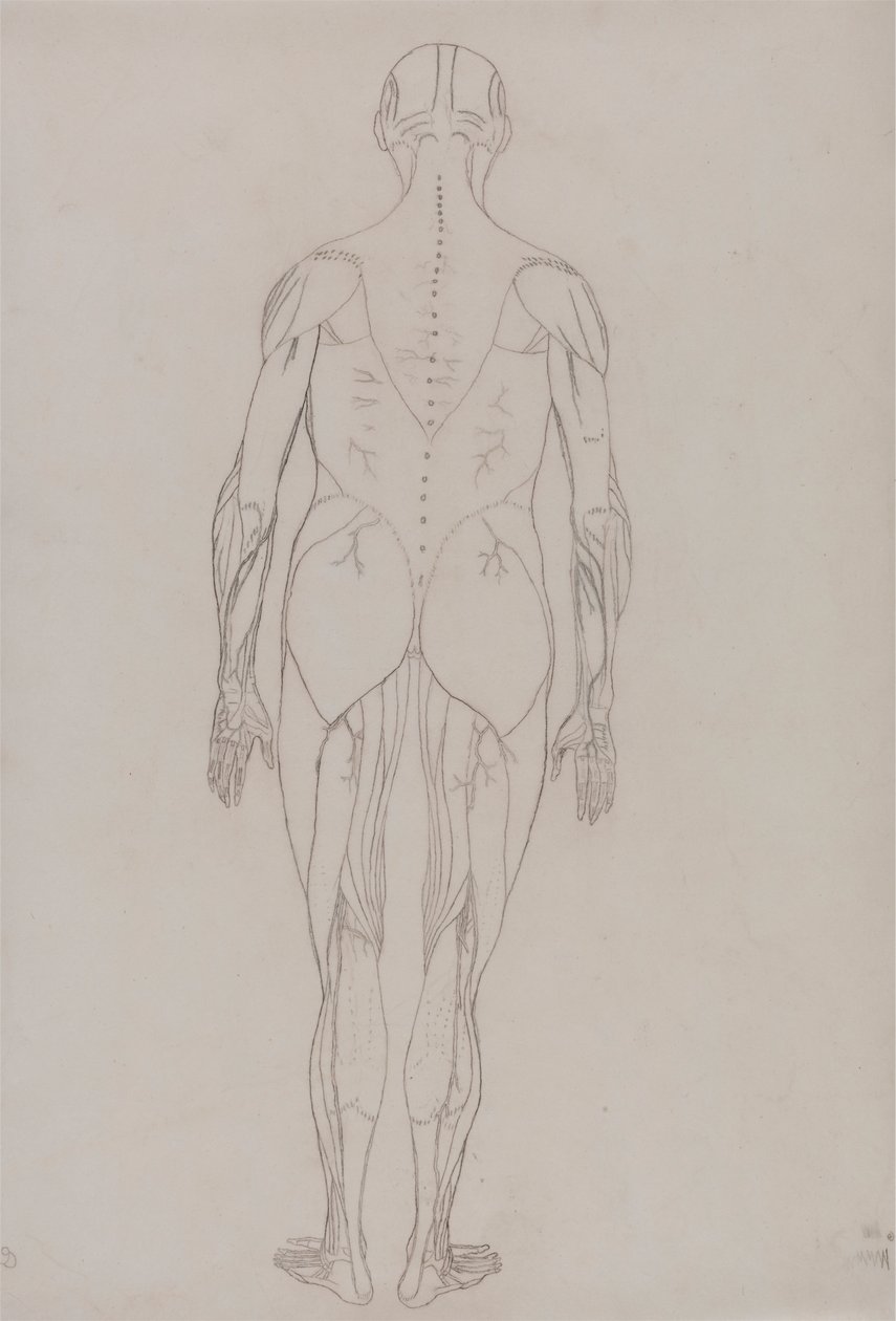 Emberi alak, hátsó nézet (a kulcsfigura körvonalrajza a XII. táblázathoz) alkotó: George Stubbs