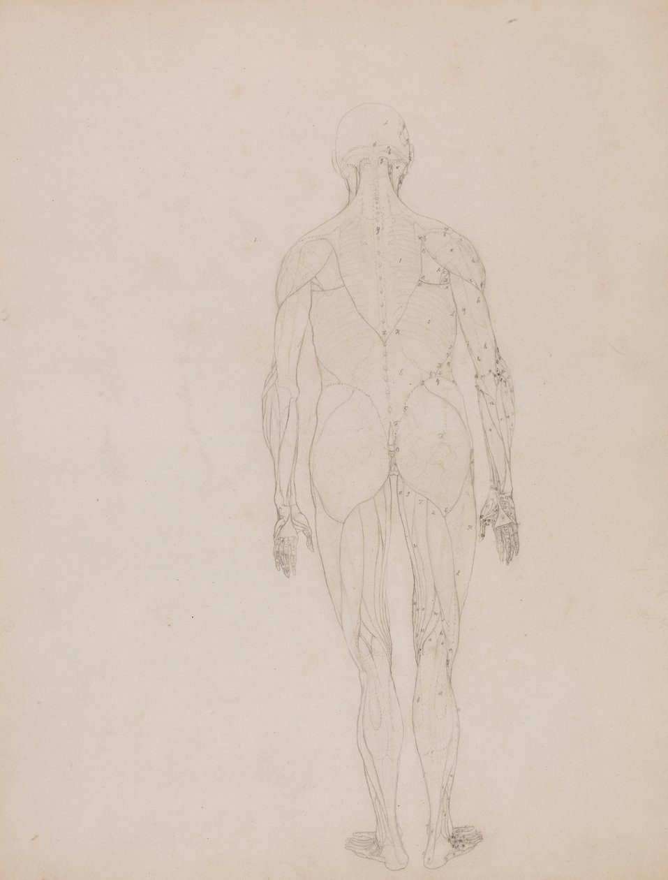 Emberi alak, hátulnézet (a XII. táblázat kulcsfigurájának vázlatrajza) alkotó: George Stubbs