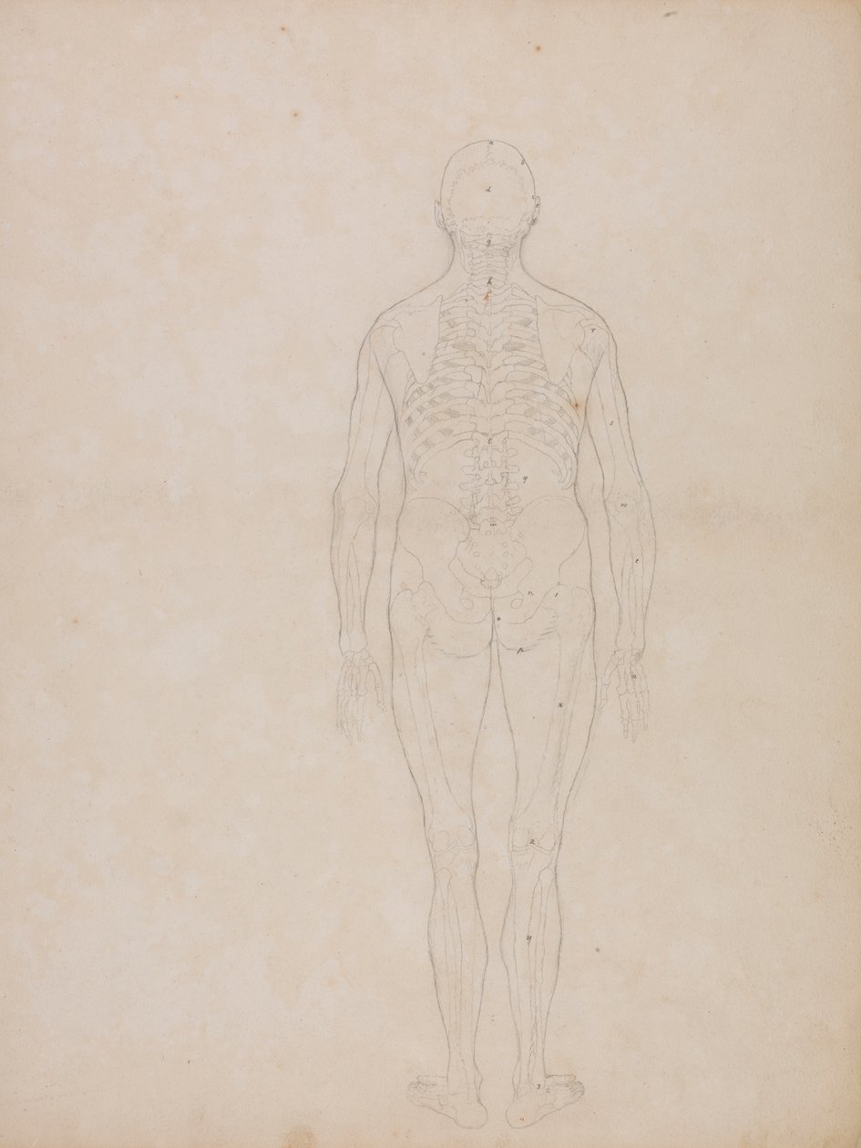 Emberi alak, hátsó nézet alkotó: George Stubbs