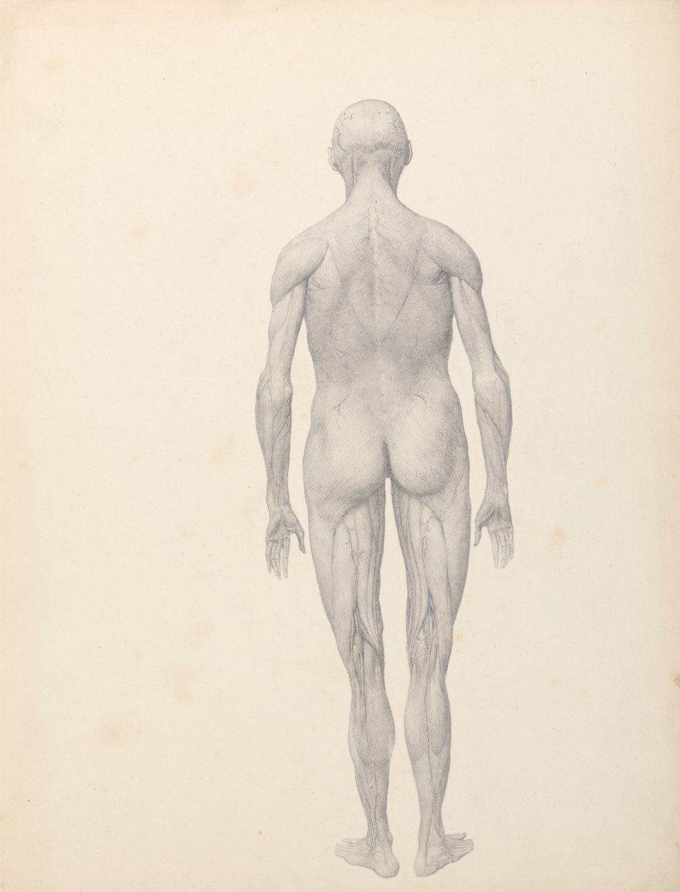 Emberi alak, hátsó nézet, részben boncolva (Befejezett vizsgálat a XII. táblázathoz) alkotó: George Stubbs