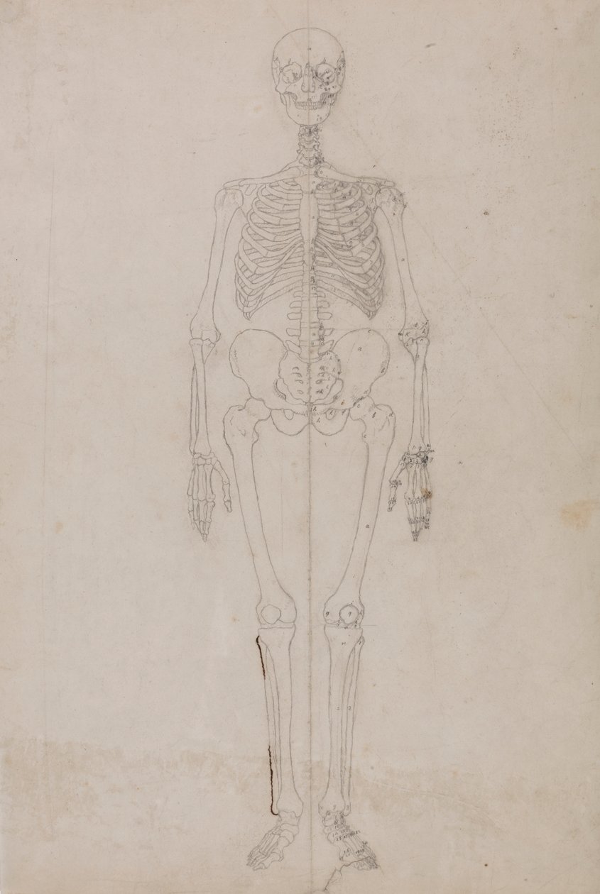 Emberi csontváz, elölnézet (végső tanulmány) alkotó: George Stubbs
