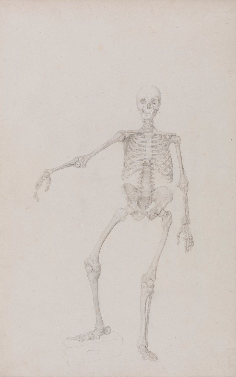 Emberi csontváz, elölnézet (jobb kar kinyújtva; befejezett tanulmány a nem publikált táblázathoz) alkotó: George Stubbs