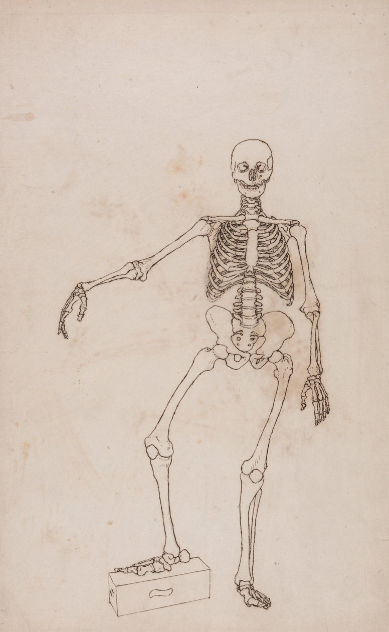 Emberi csontváz, elölnézet alkotó: George Stubbs