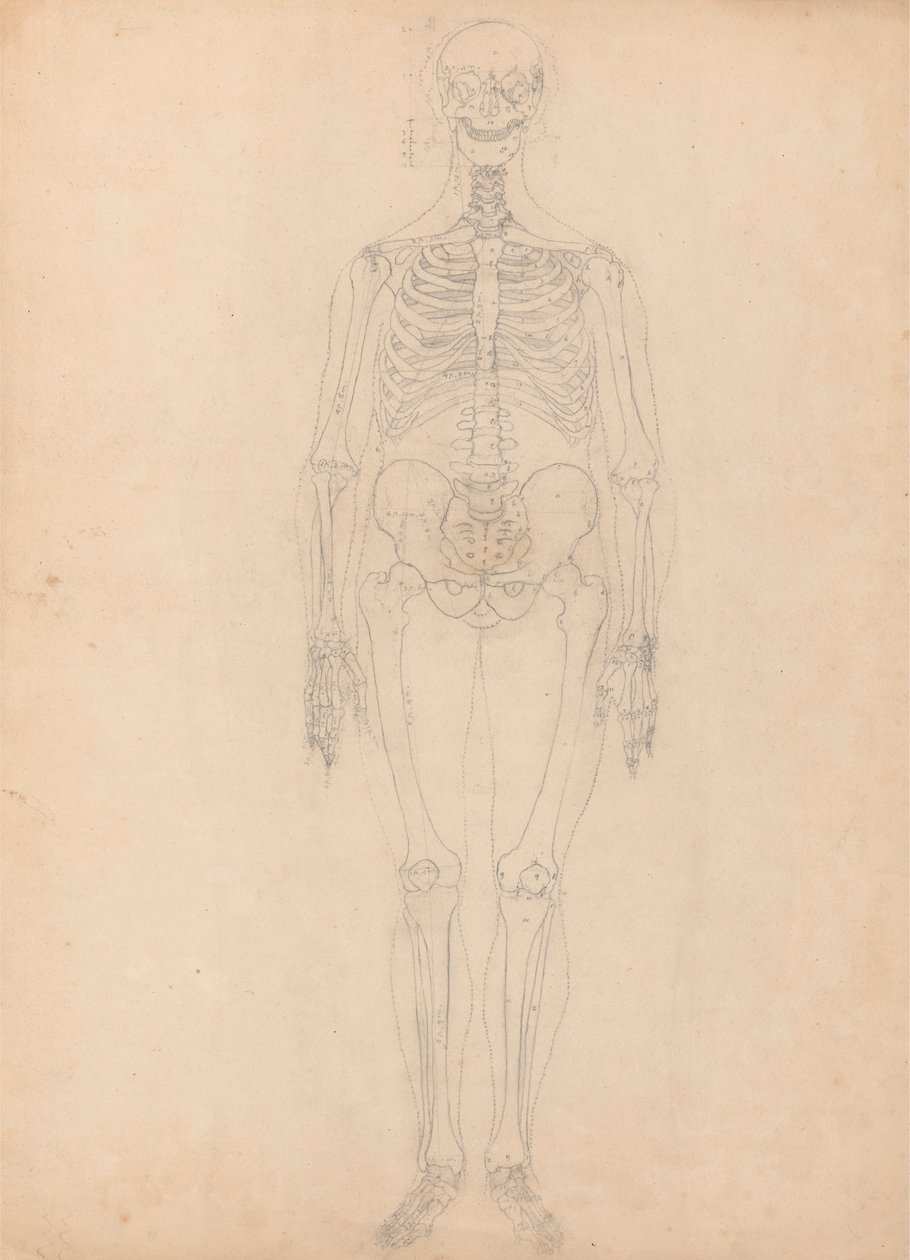 Emberi csontváz, elölnézet alkotó: George Stubbs