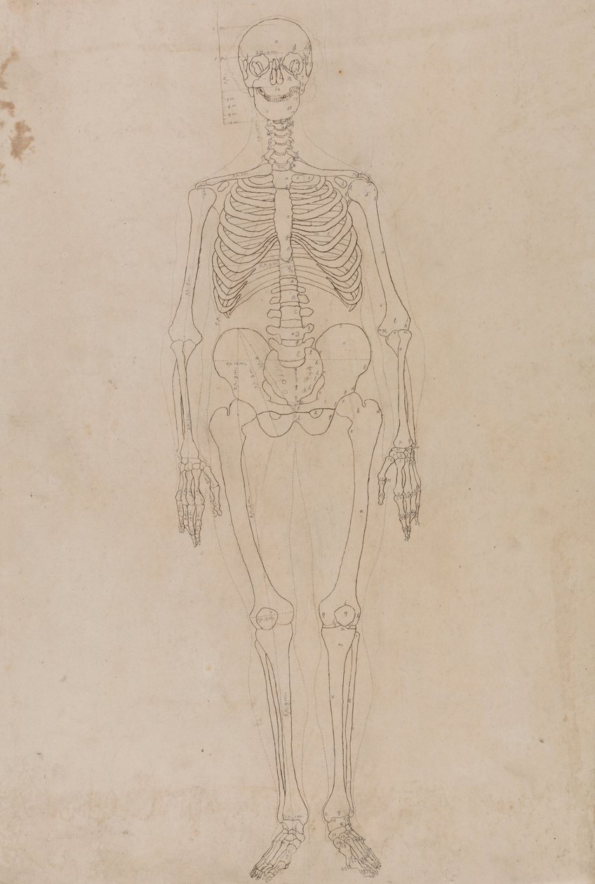 Emberi csontváz, elölnézet alkotó: George Stubbs