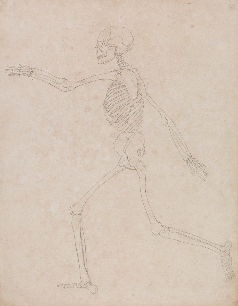 Emberi csontváz, oldalnézet (kezdetben a III. táblázat kulcsfigurájaként készült, de később elhagyták) alkotó: George Stubbs