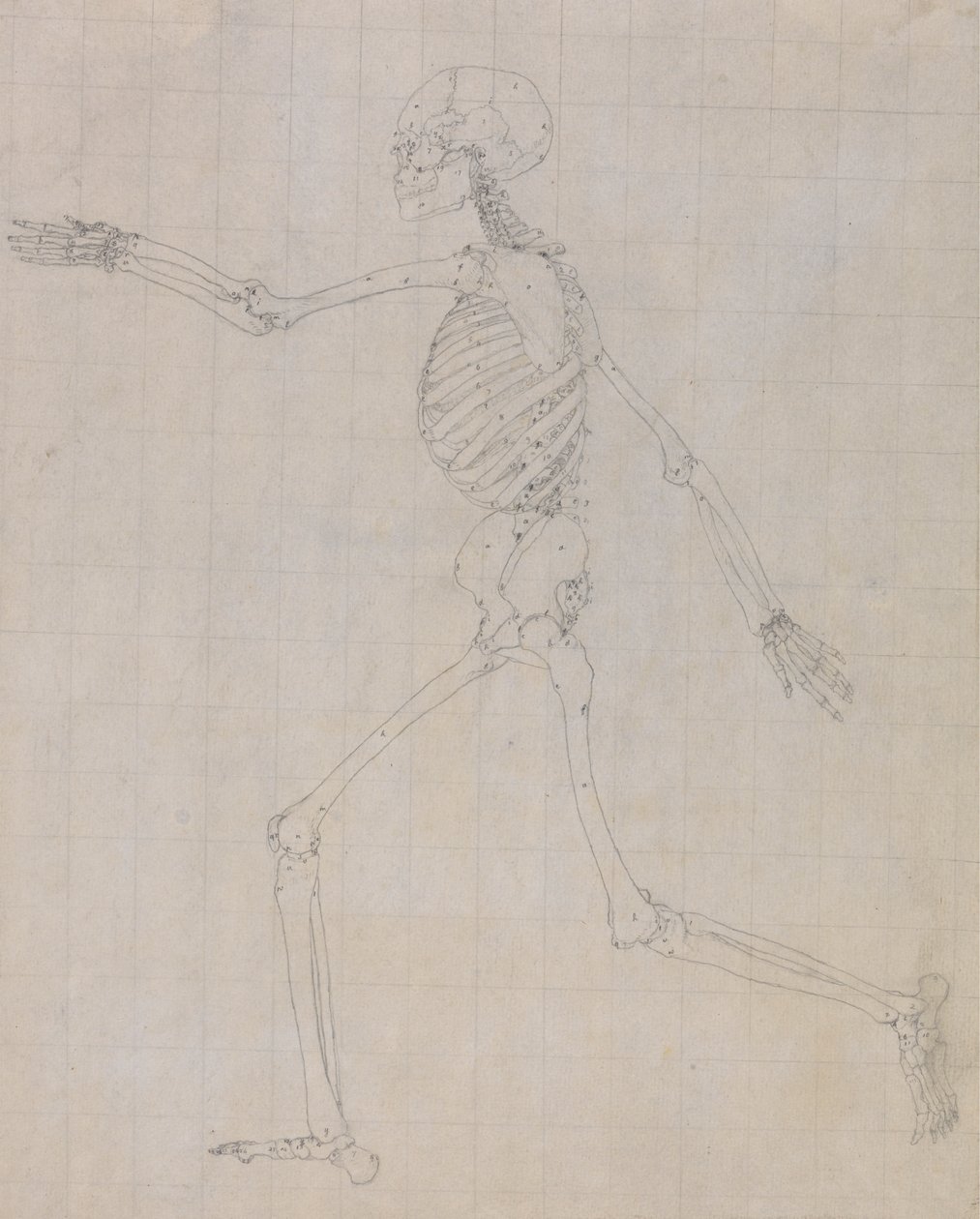 Emberi csontváz, oldalnézet (a III. táblázat kulcsfigurájának csontváza) alkotó: George Stubbs