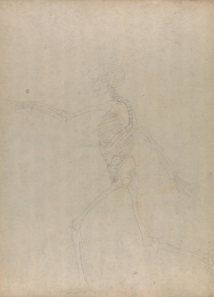 Emberi csontváz, oldalnézet (a hasi zsigereket bemutató, kiadatlan táblázat kulcsfigurájának tanulmányozása) alkotó: George Stubbs