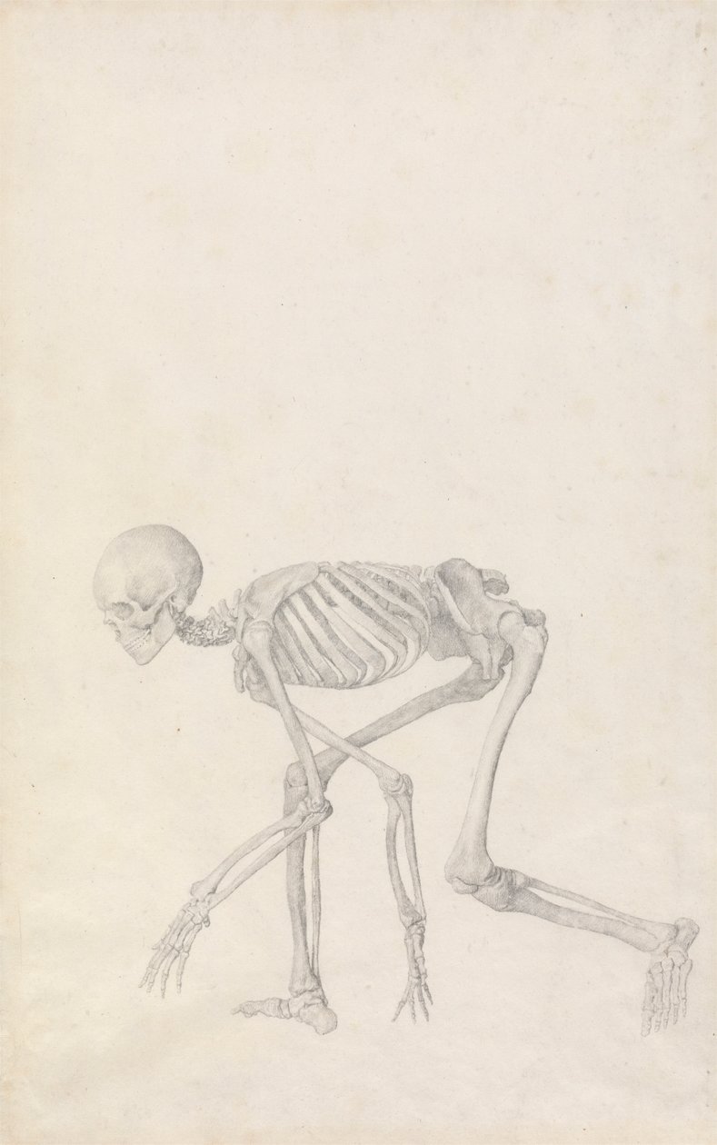 Emberi csontváz, oldalnézet (guggoló testhelyzetben; befejezett tanulmány egy kiadatlan táblázathoz) alkotó: George Stubbs