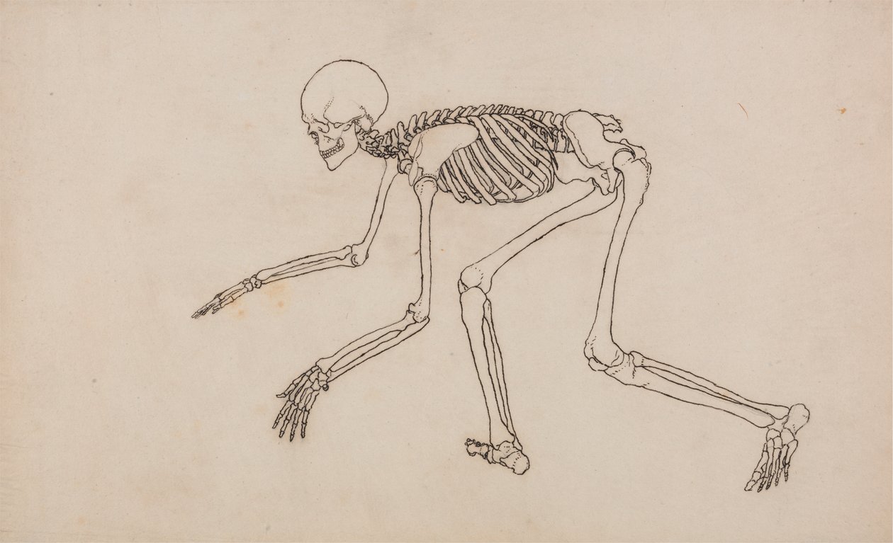 Emberi csontváz, oldalnézet alkotó: George Stubbs