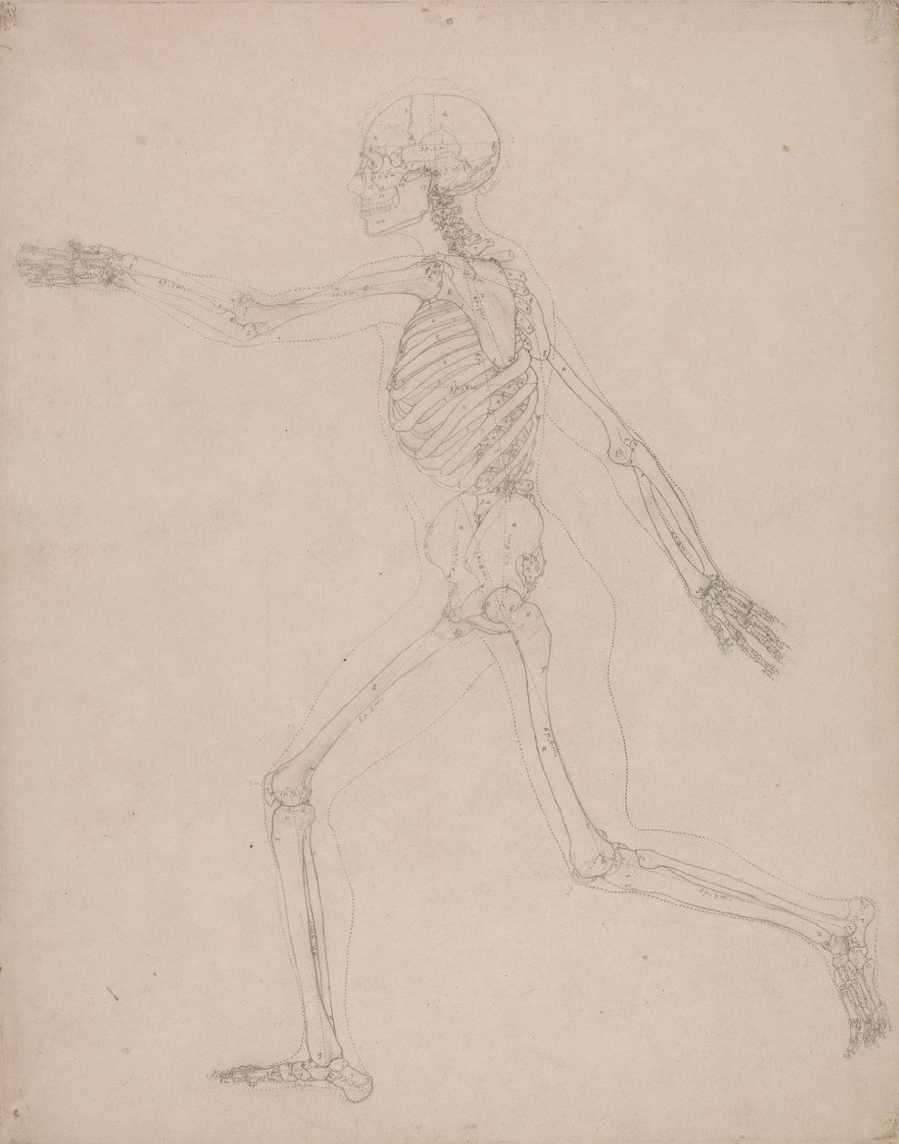 Emberi csontváz, oldalnézet alkotó: George Stubbs