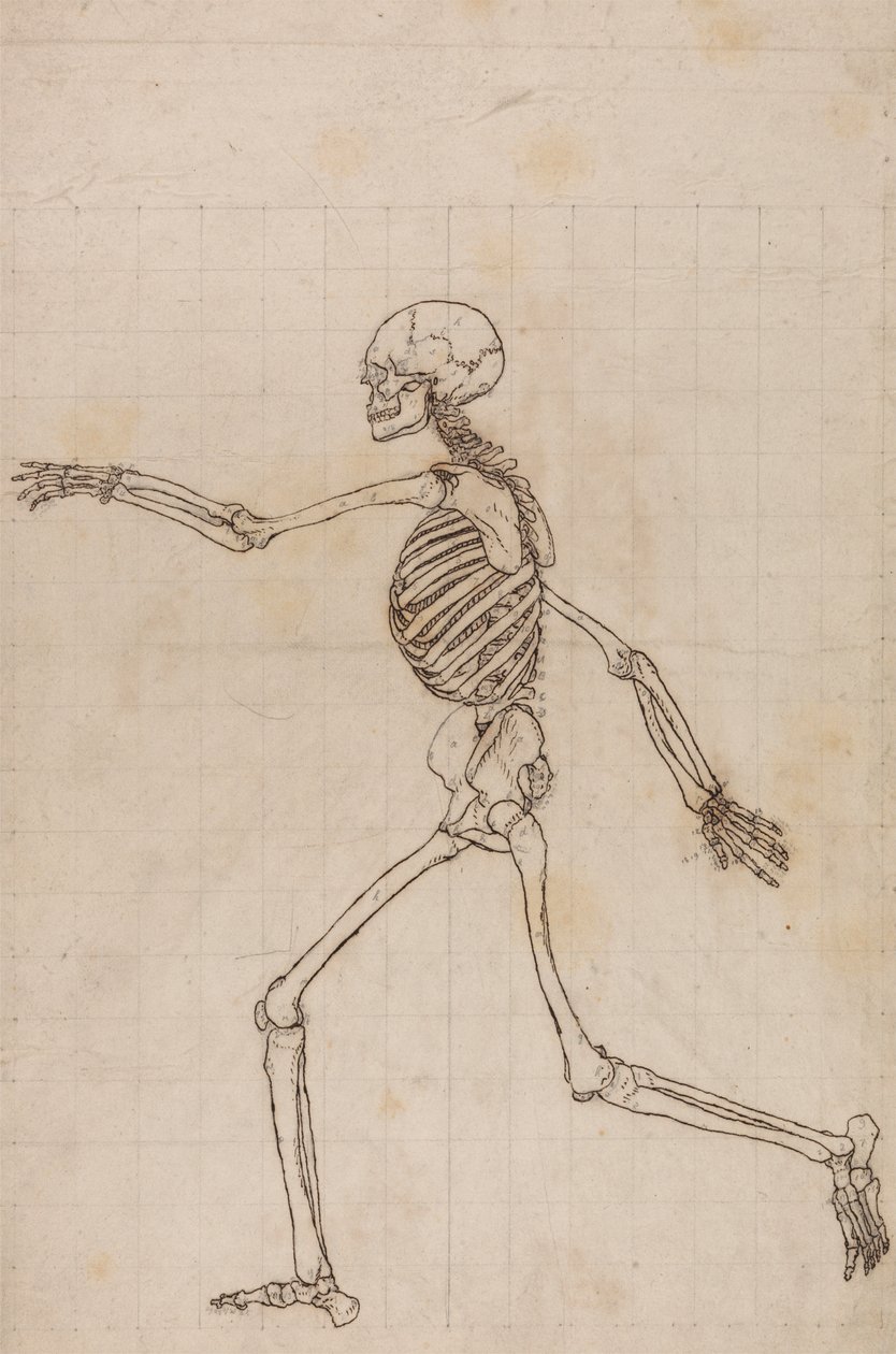Emberi csontváz, oldalnézet alkotó: George Stubbs