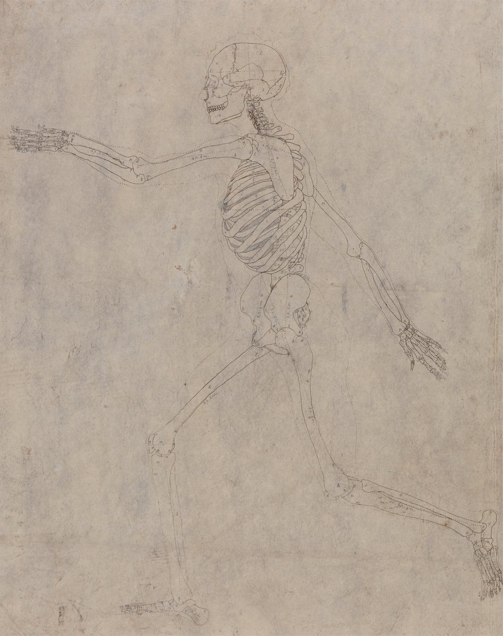 Emberi csontváz, oldalnézet alkotó: George Stubbs
