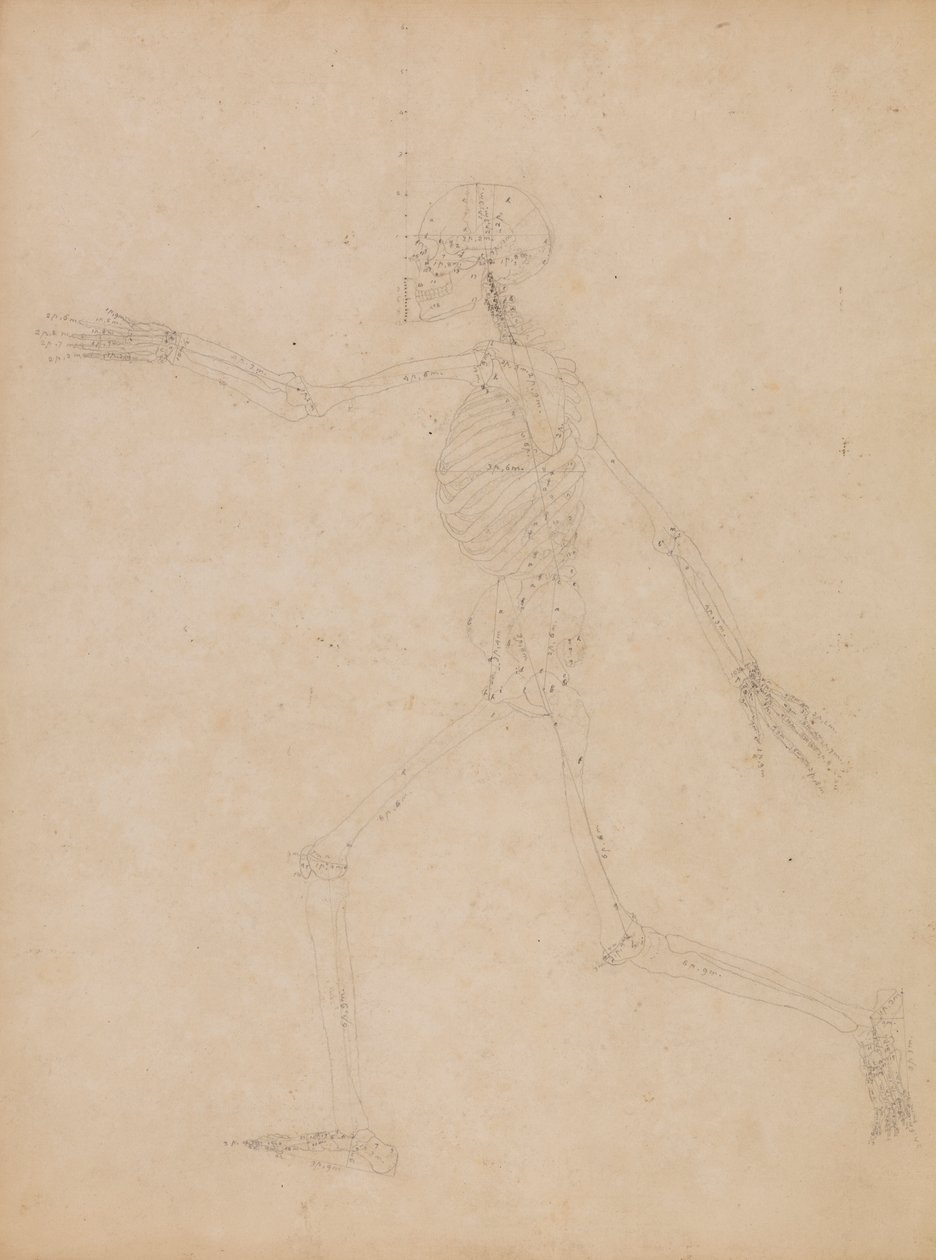 Emberi csontváz, oldalnézet alkotó: George Stubbs