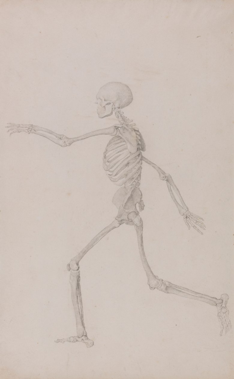 Emberi csontváz, oldalnézet balról nézve, futás (Befejezett vizsgálat a III. táblázathoz) alkotó: George Stubbs
